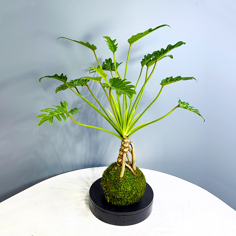 水培苔藓球龙鳞小天使老桩室内盆栽桌面绿植耐阴观叶净化空气植物