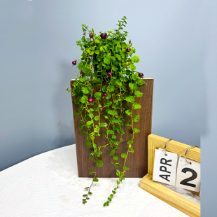 带果铜锤玉带草地茄子扣子草雨林缸植物室内室外观果观花绿植盆栽