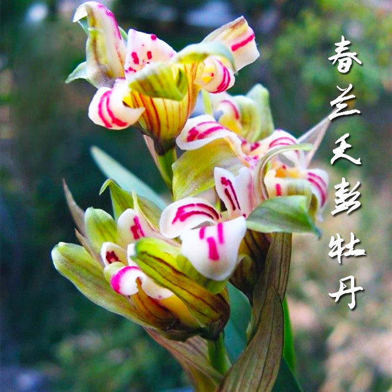 带花苞兰花苗浓香型春兰天彭牡丹