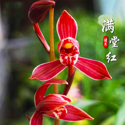 带花苞兰花苗满堂红夏皇梅