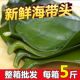 海带头新鲜盐渍海带根特厚昆布头荣成海带片半干货餐饮商用5斤装