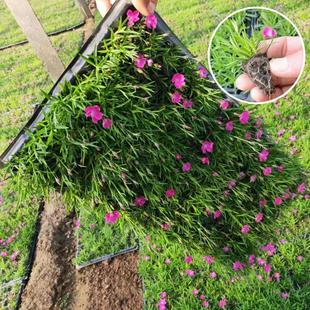 欧石竹穴盘苗多年生耐寒耐旱常绿开花草坪盆栽庭院绿化宿根粉贝