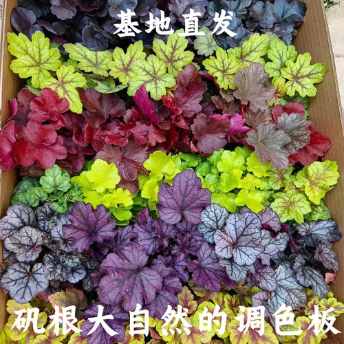 多色矾根庭院四季常绿耐寒多年生