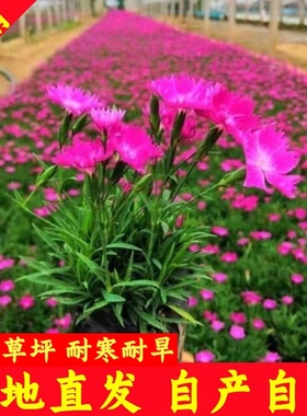 欧石竹花苗常绿开花多年生耐寒耐旱开花草坪庭院花坛绿化宿根粉贝