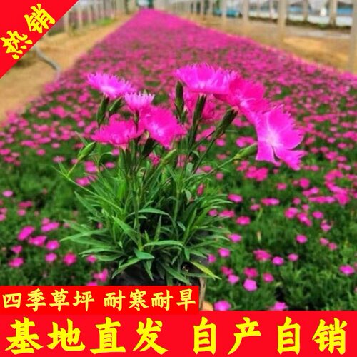 欧石竹花苗庭院常绿开花耐寒耐旱