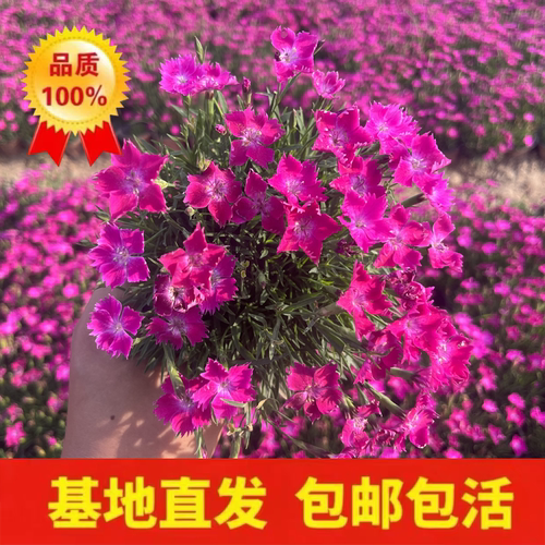 欧石竹花苗庭院绿化常绿开花草坪