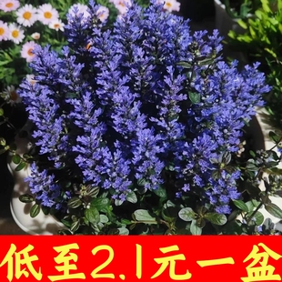 姬十二单筋骨草盆栽花苗耐寒耐热阳台庭院盆栽耐高温适合地栽植物