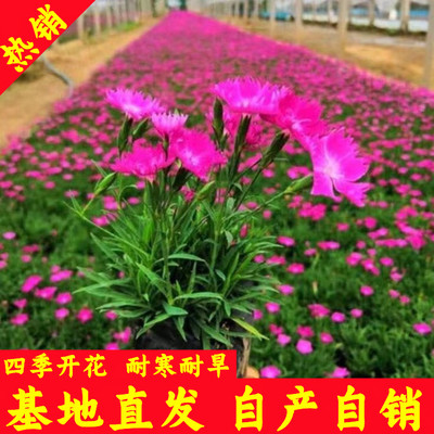 欧石竹花苗庭院四季开花耐寒耐旱