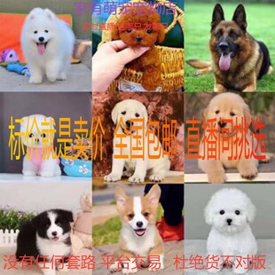 博美比熊茶杯犬可爱类型拉布拉多金毛中体型德牧黑狼直播间挑选专