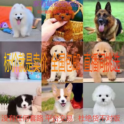 博美比熊茶杯犬可爱类型