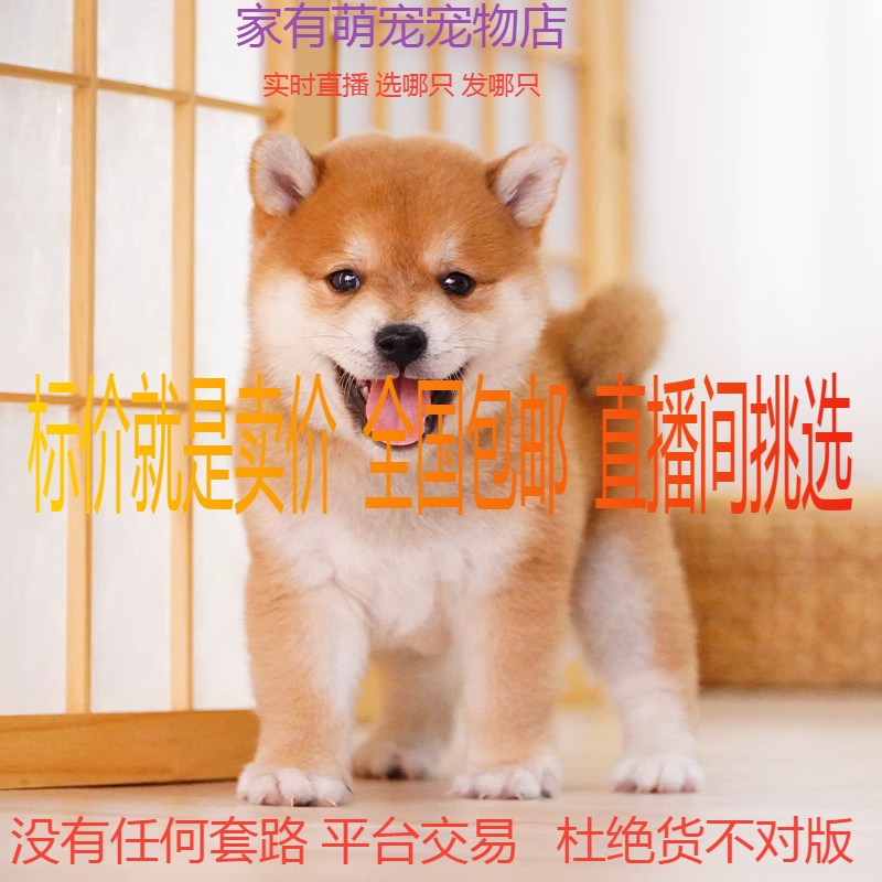 中国柴犬幼犬纯种豆柴活体宠物狗家养...