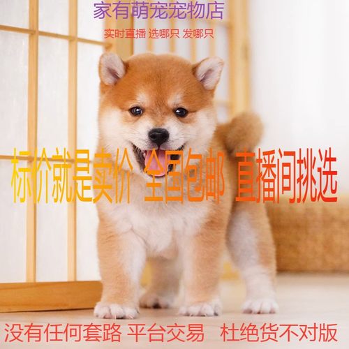 中国柴犬幼犬纯种豆柴活体宠物狗家养犬黑白赤柴秋田血统CKU犬舍