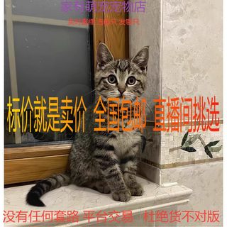 小猫咪活体田园猫宠物猫家养猫橘猫幼猫狸花猫宠物猫领养猫咪活物