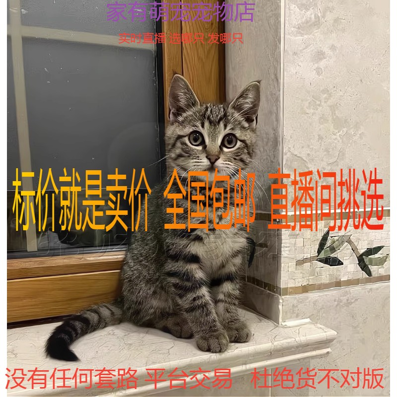 狸花猫猫咪幼猫活物小狸猫幼崽虎斑梨花猫中华田园猫本土猫非领养