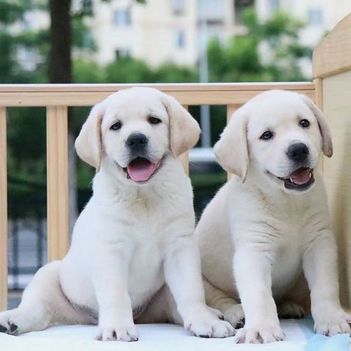 拉布拉多幼犬活体导盲犬黑色奶油色拉布拉多幼崽宠物狗狗混血