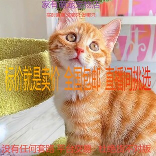橘猫幼猫猫咪活物家养小橘猫活体幼崽中华田园猫中国大橘猫包子脸