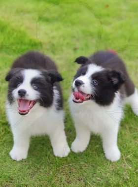 边牧幼犬纯种活体陨石宠物狗犬舍高智商赛级双血统边境牧羊犬幼崽