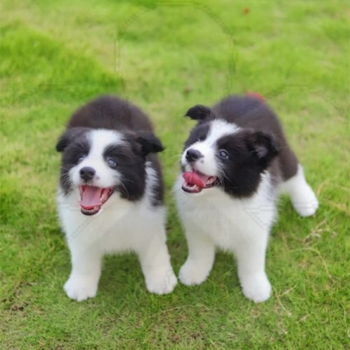 边牧幼犬纯种活体陨石宠物狗犬舍高智商赛级双血统边境牧羊犬幼崽