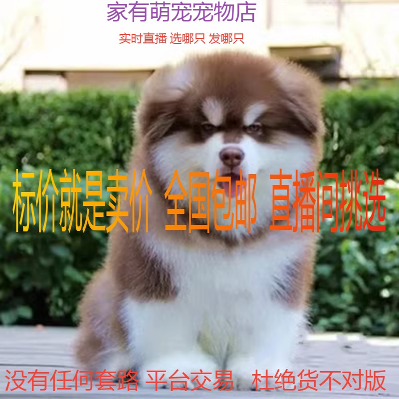 纯种阿拉斯加幼犬活体雪橇犬熊版阿拉斯加犬灰桃大型犬宠物狗幼崽