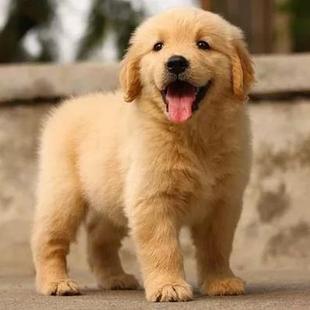 纯种金毛幼犬双血统大骨架金毛犬大型家养导盲犬高智商宠物狗活体