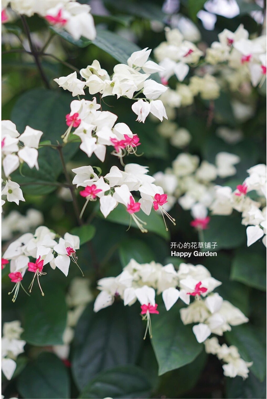 进口花叶龙吐珠盆栽 多年生藤本植物 耐热耐旱 寓意好
