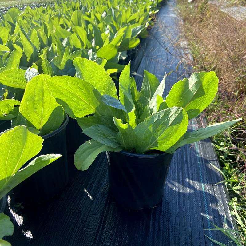 多年生蒲棒菊盆栽大苗庭院露台花镜植物大头金光菊耐寒热包邮