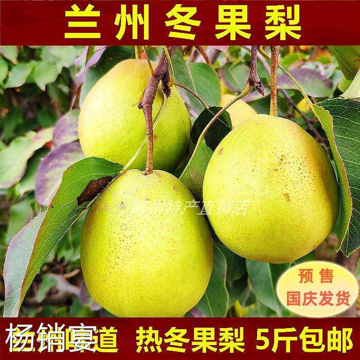兰州冬果梨水果雪梨煮热冬果梨汤原料生梨新鲜水果甘肃名小吃5斤