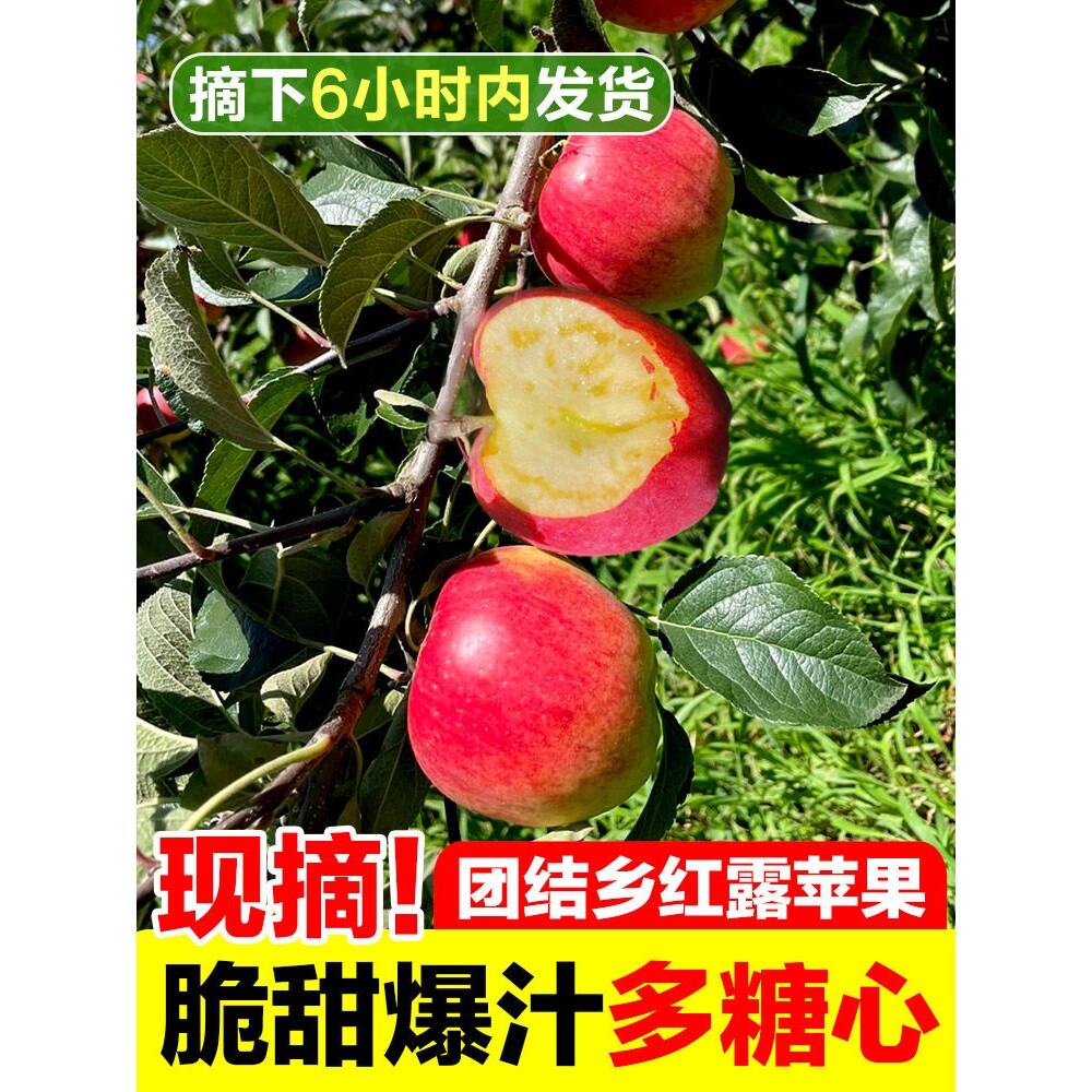 云南昆明团结乡冰糖心红露苹果太阳斑丑苹果野生脆甜当季水果整箱