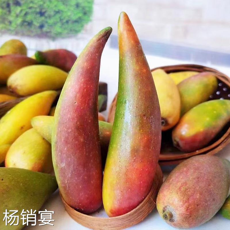 海南芒果树上熟辣椒芒三亚特产热带新鲜水果贵妃芒