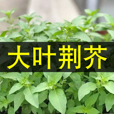 荆芥种籽荆芥苗籽种秧苗芥菜大叶荆芥菜种籽四季河南蔬菜种子孑茎
