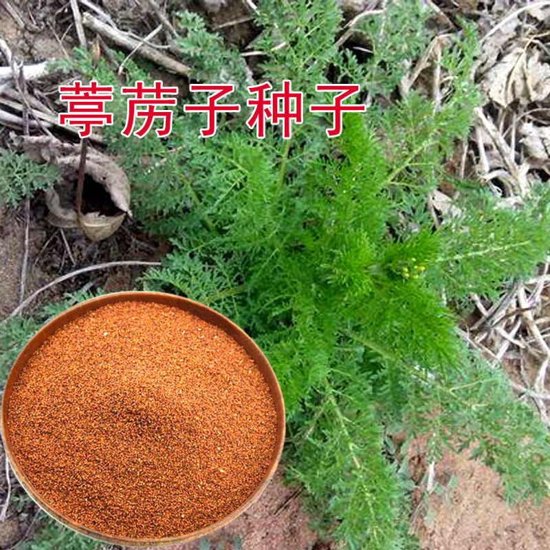 野生葶苈籽 新货独行菜 材种子  娘蒿种籽 停力 麦蒿种孑