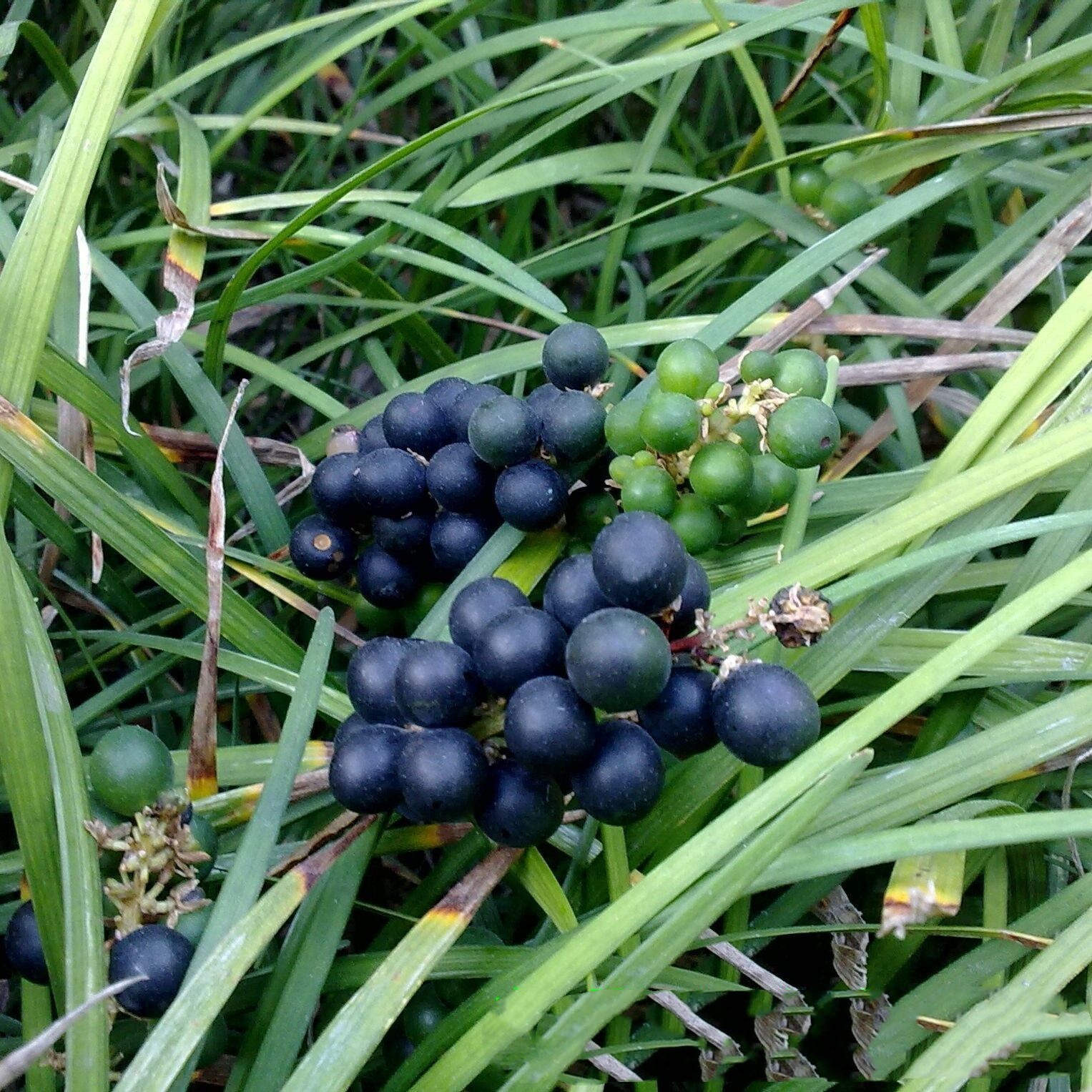 麦冬种子草坪大叶麦冬种小叶麦冬草籽四季常青耐寒草本植物玉龙草