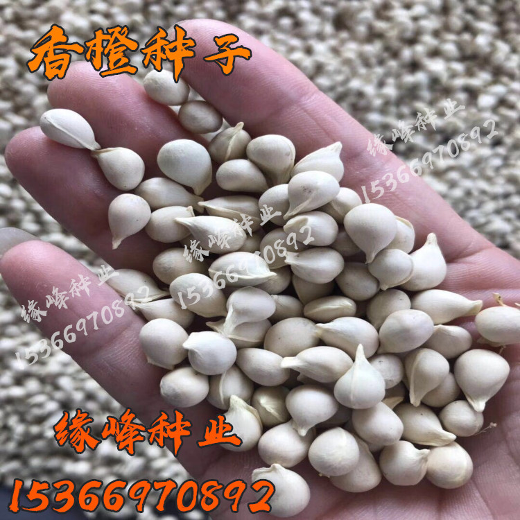 嫁接砧木篱笆墙带刺枸橘种子