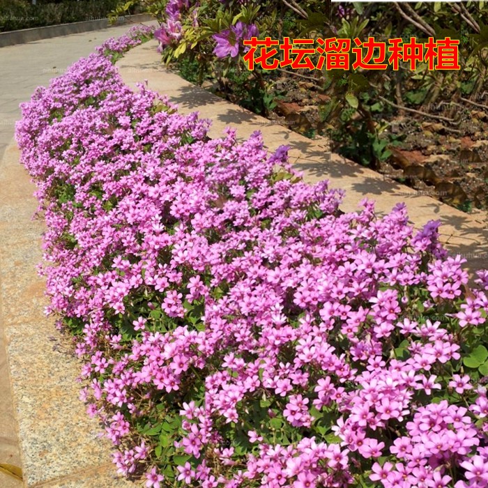 红花醡浆草三叶草苗紫叶酢浆草四季开花盆栽地栽庭院地被花卉植物