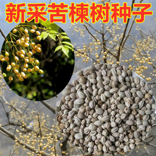 新采苦楝树种子 苦楝种子 楝树紫花树种子楝枣种子苦楝子种籽