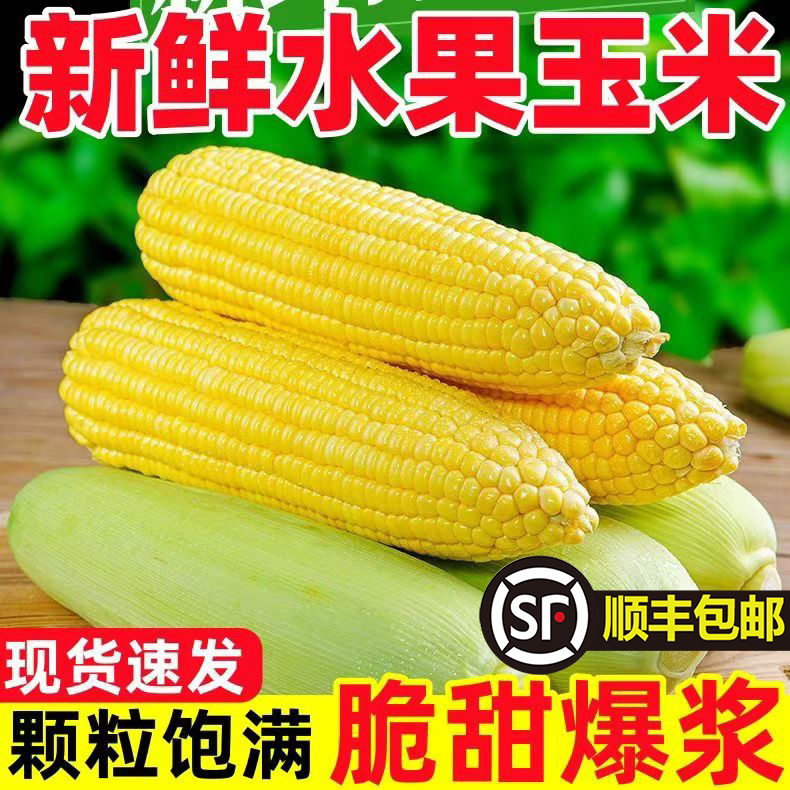 【顺丰包邮】云南高山玉米棒子金银水果玉米新鲜苞谷蔬菜农家自种