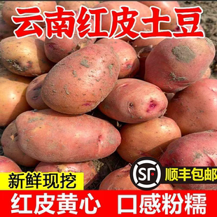 热宝云南高山露天粉面沙皮土豆农家自种现挖现发 顺丰 包邮