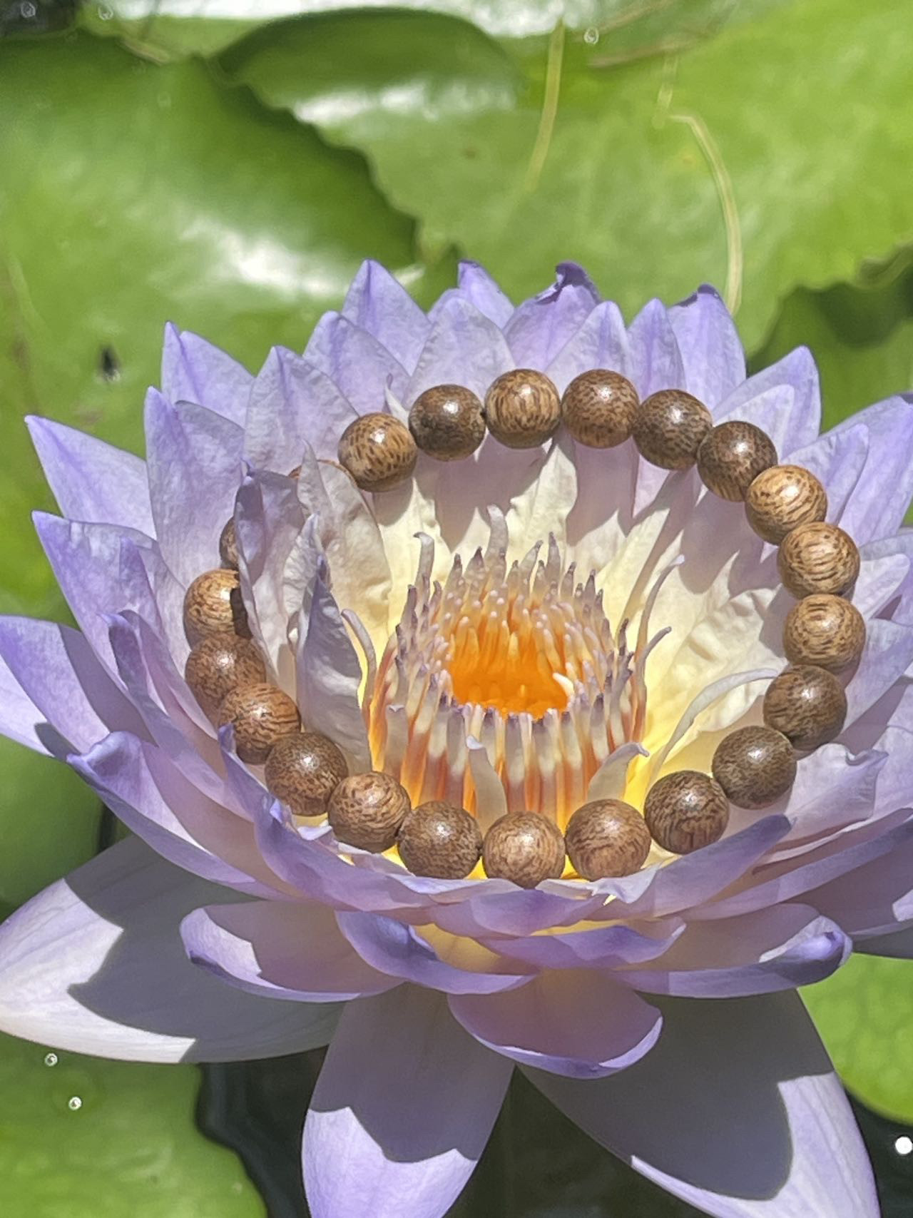 高货直播专拍链接（佩戴使用后 不予以退货）,饰品/流行首饰/时尚饰品新,沉香,淘宝优惠券,粉丝福利购,淘宝优惠卷