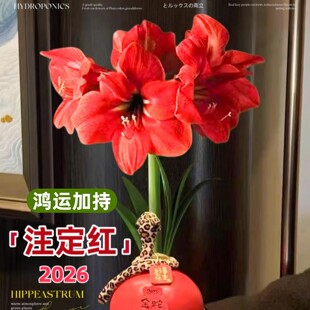 蜡封朱顶红带花苞进口重瓣开业过节送礼封蜡种球室内好养年宵花卉