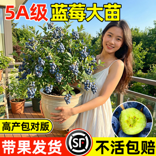 四季南北方种植果树苗蓝莓树果苗盆栽特大号室内外蓝梅苗地栽阳台