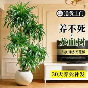 新洋丰多头龙血树客厅绿植高级感室内大型盆栽办公室植物四季好养