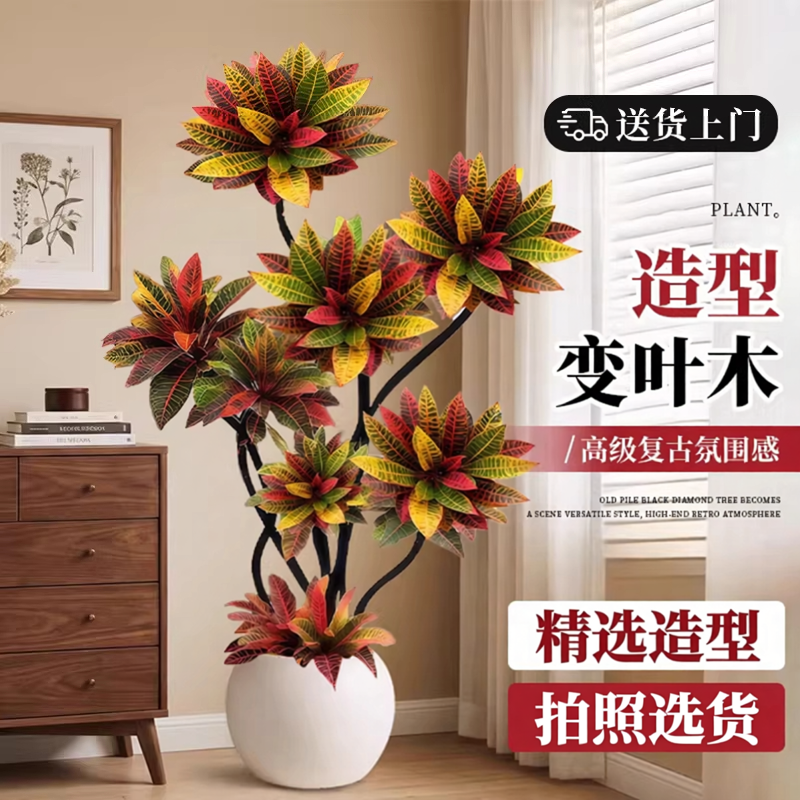 特级造型变色木乔迁送礼好养植物