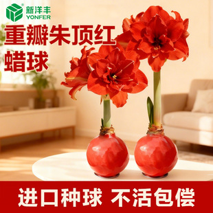 蜡封朱顶红带花苞进口重瓣开业过节送礼封蜡种球室内好养年宵花卉