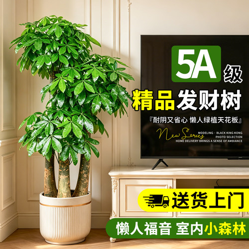 【可写贺语】步步高发财树绿植