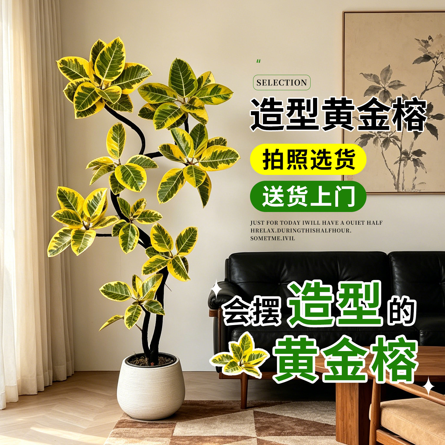 新洋丰黄金榕客厅绿植大盆栽好养办公室内老桩橡皮树四季懒人榕树