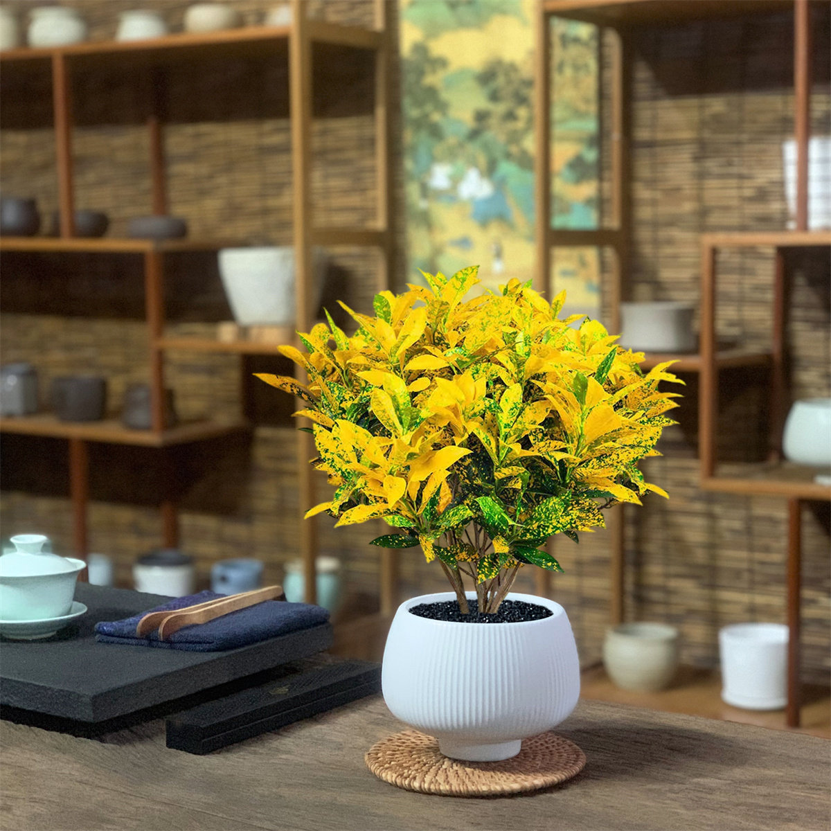 黄金万两盆栽招财植物室内绿植花卉阳台好养变叶木四季净化空气花