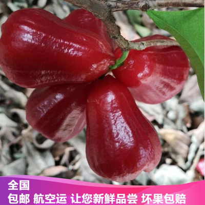 海南三亚市黑金刚莲雾