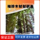 珍木材材积表 袖 编写组 编 社9787533539184 福建科学技术出版 保正版
