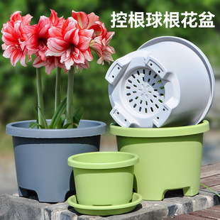 加厚矮款树脂花盆塑料透气球根郁金香百合朱顶红藏红花专用大号盆