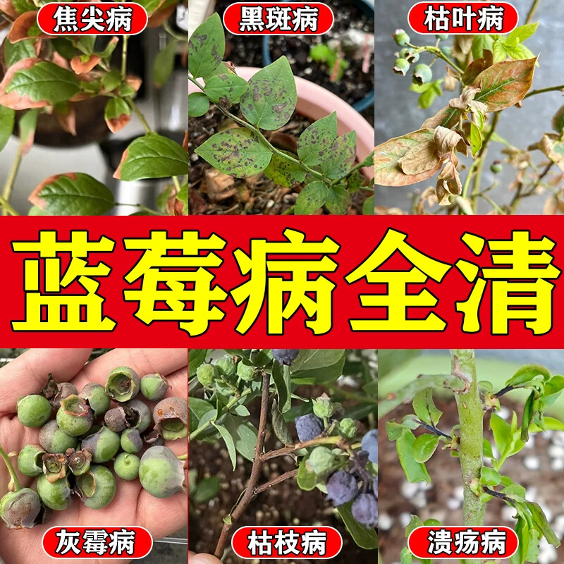 蓝莓枯枝病专用杀菌剂叶子发黄黑斑炭疽灰霉掉花苞虫害肥料营养液图片